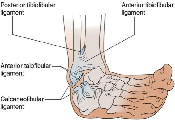lateral-ankle-ligaments